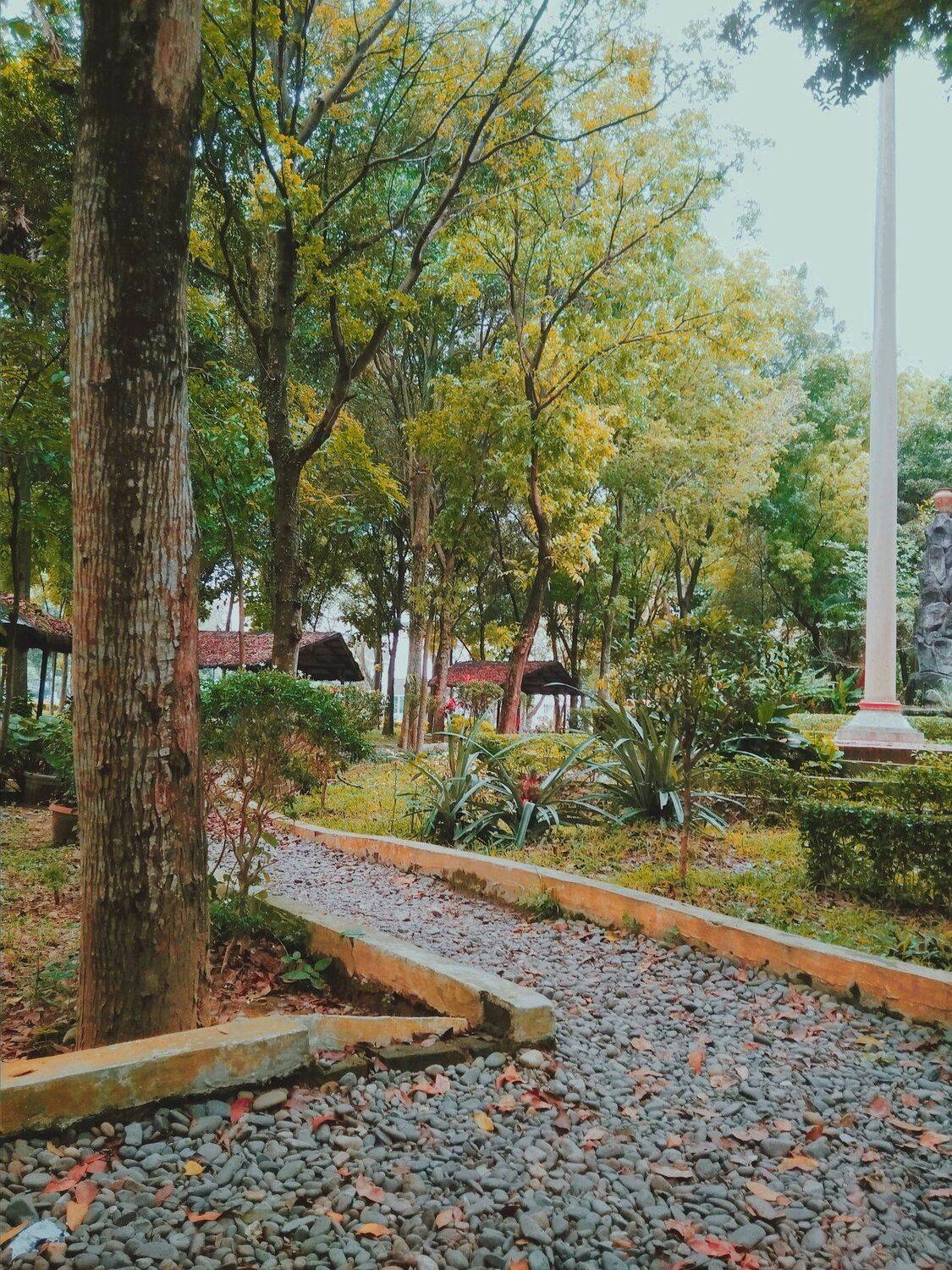 The trees