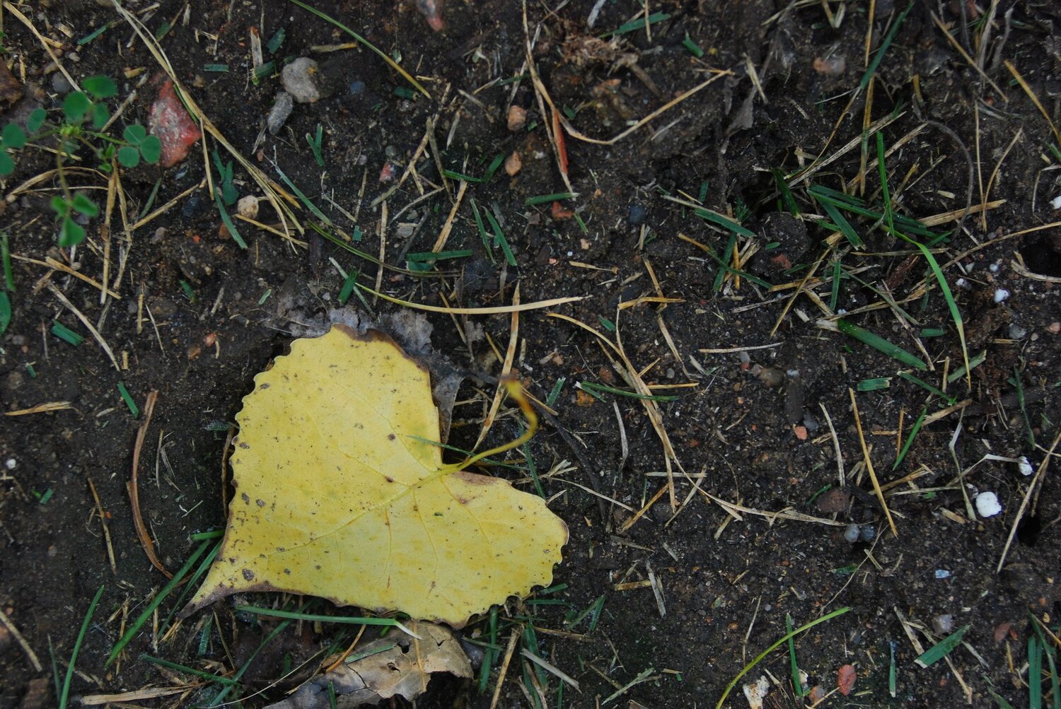 Yellow Fall Heart Lea