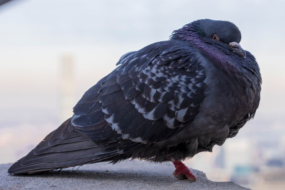 The reproductive cycle.