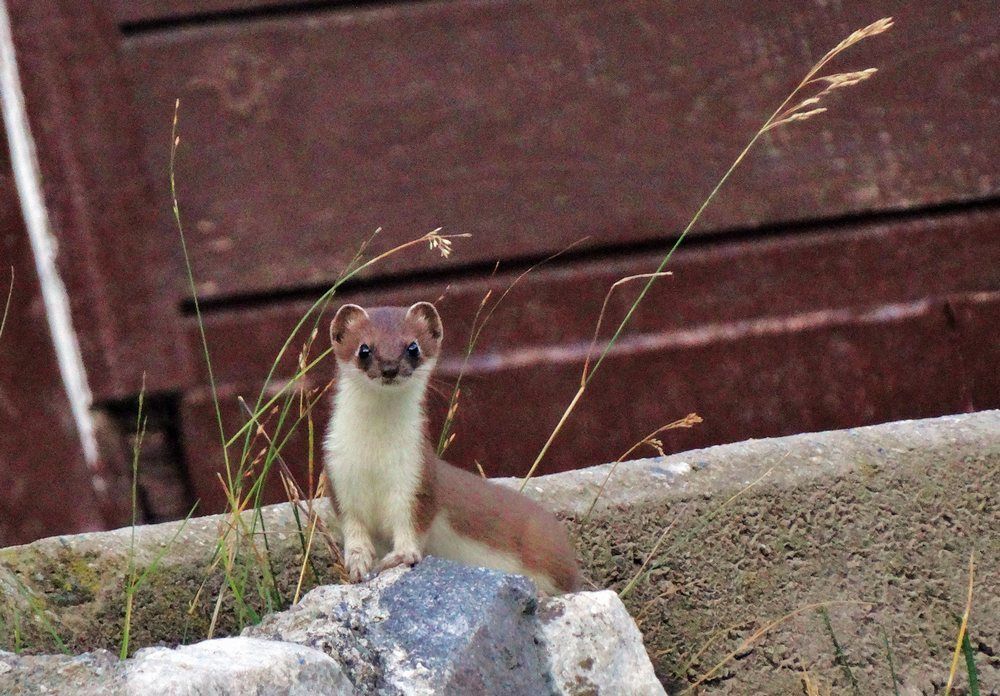 Любопытный зверек