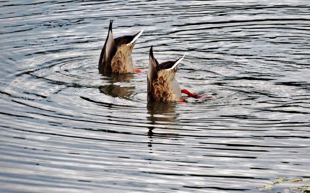 Синхронное плаванье...