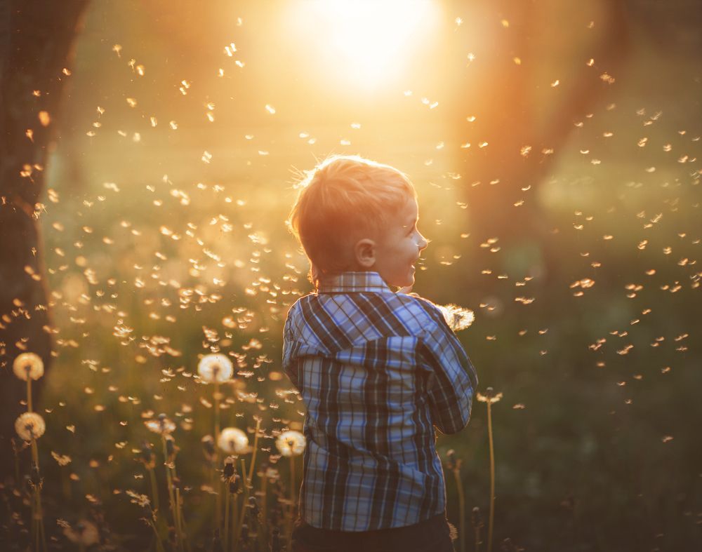 Одуванчиков много не бывает