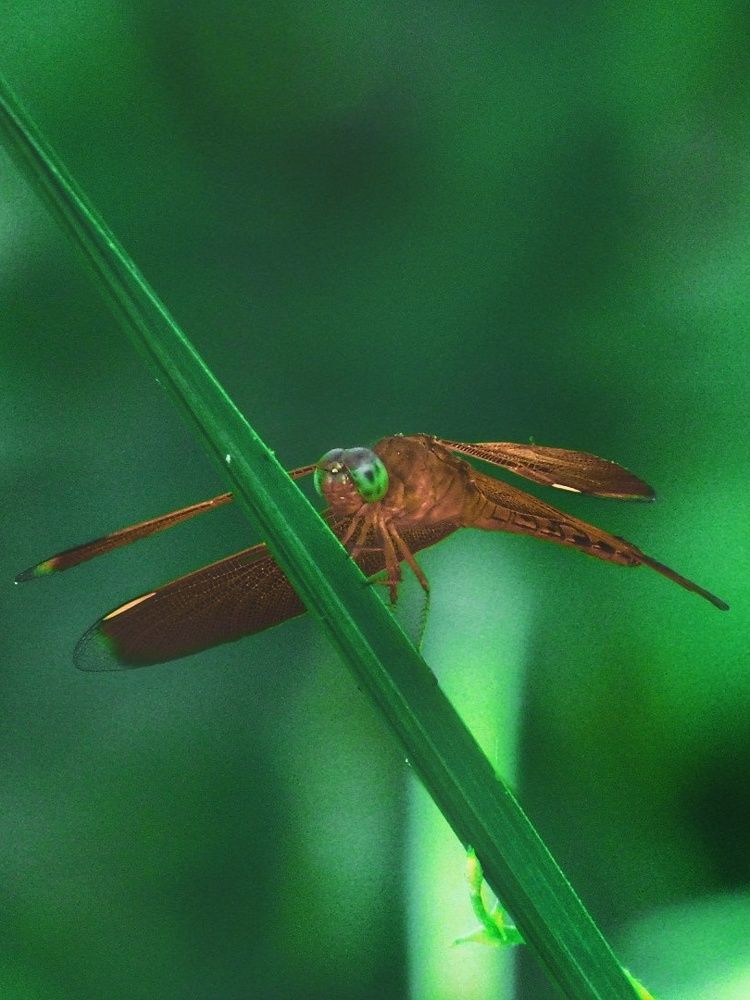 Dragonfly
