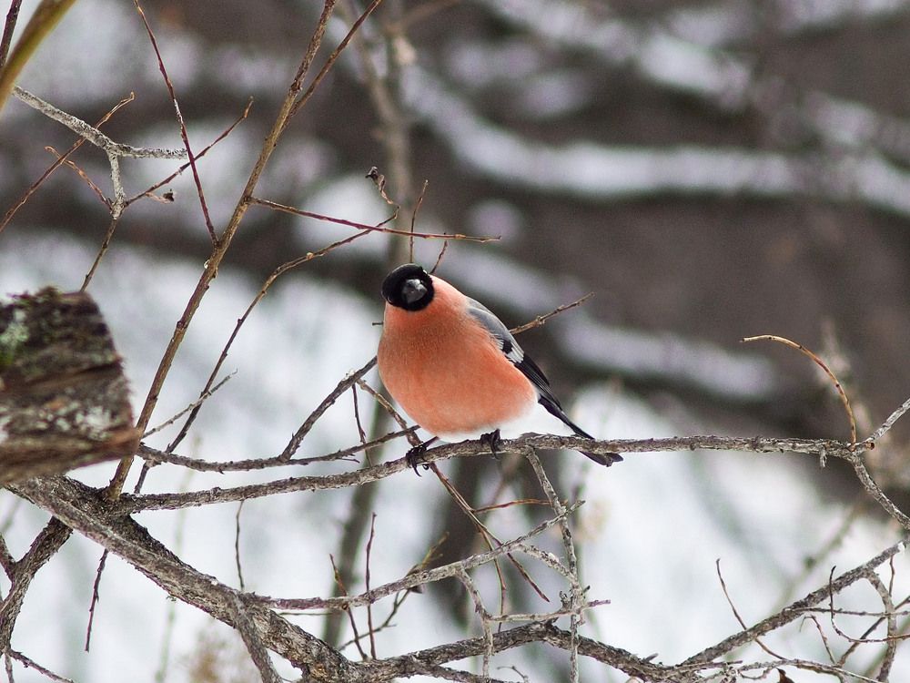 Bullfinch staring into the camera
