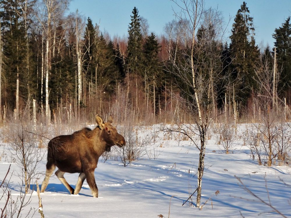 В зимнем лесу