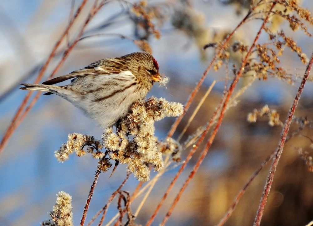держи меня соломинка, держи