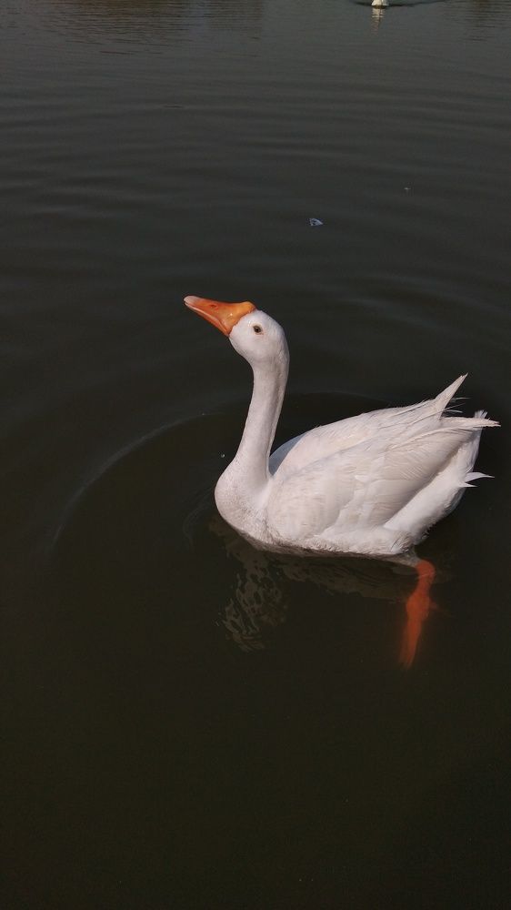 Beauty in water