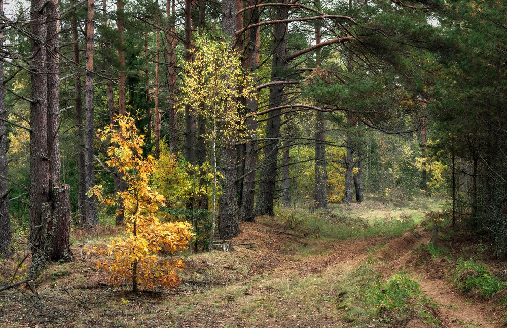 Осенняя тишина
