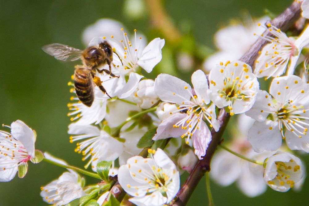 Вестники весны