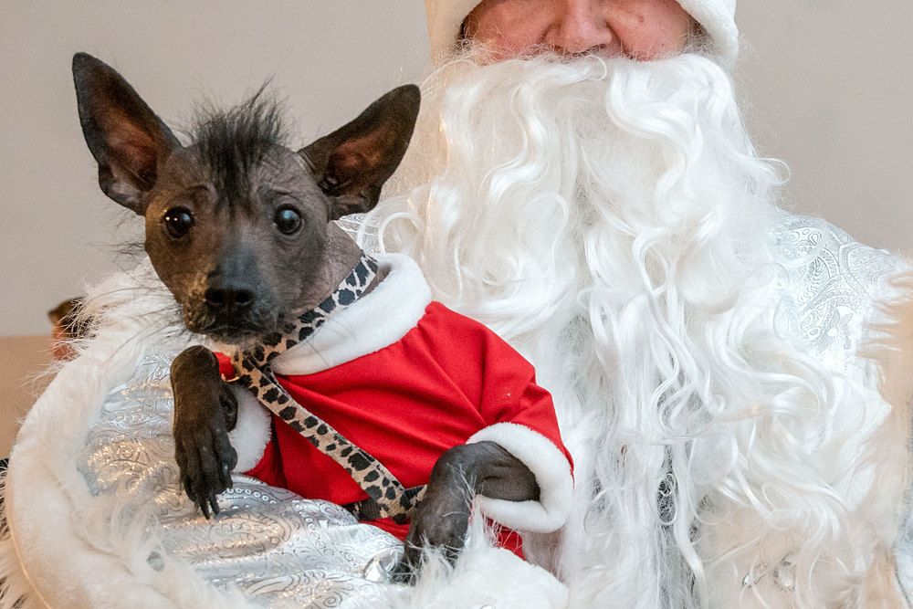 Какой эльф - такой и Новый год