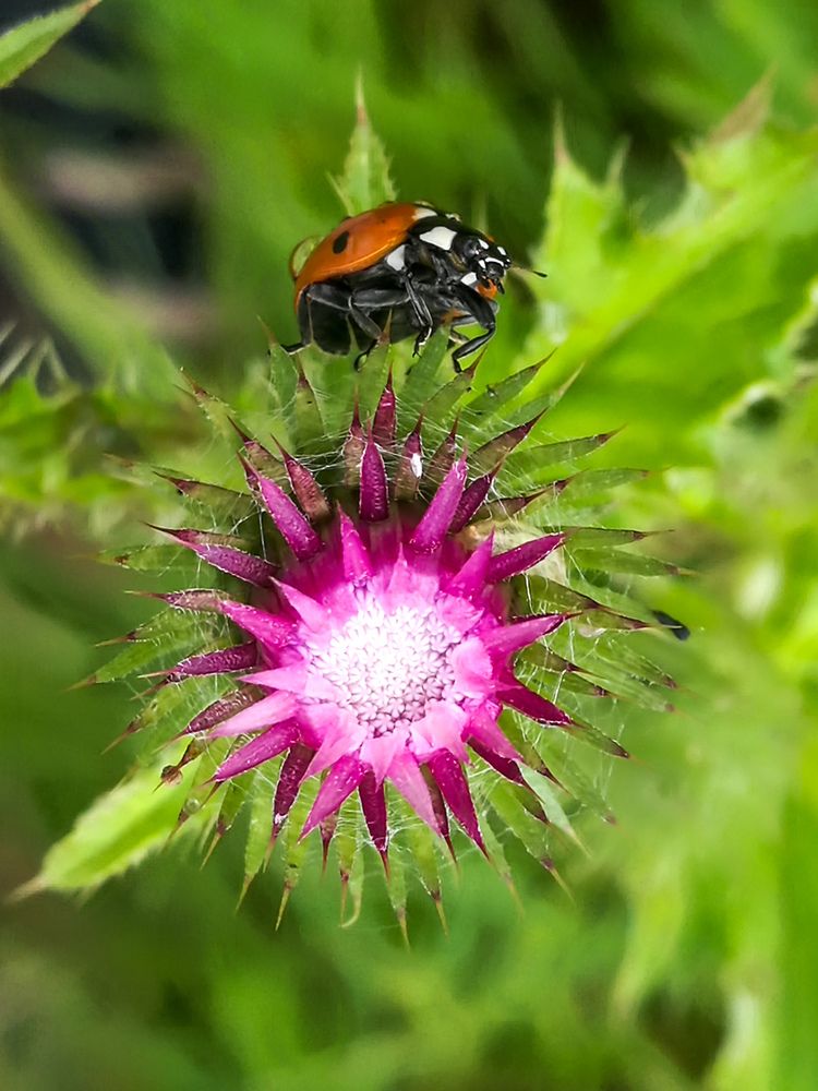 Хозяйка репейной плантации
