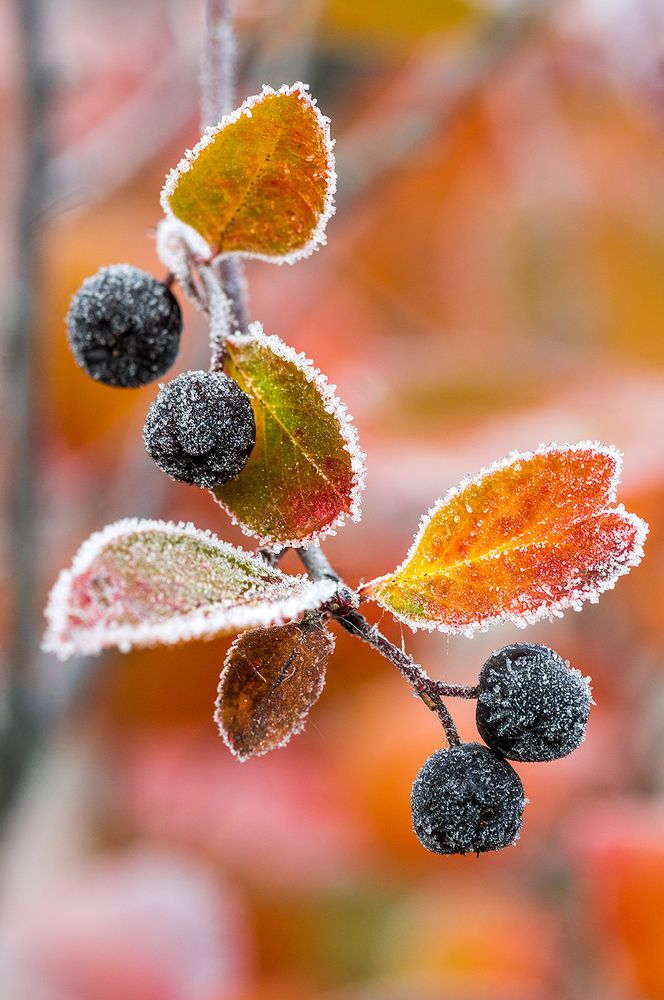 Засахарённые