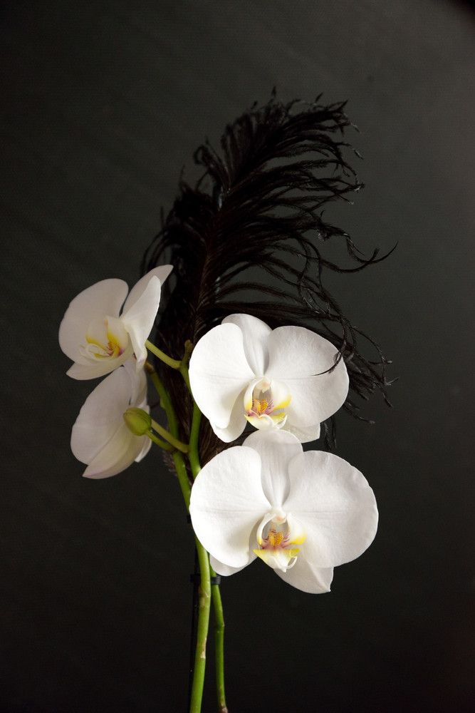 Цветок-павлин