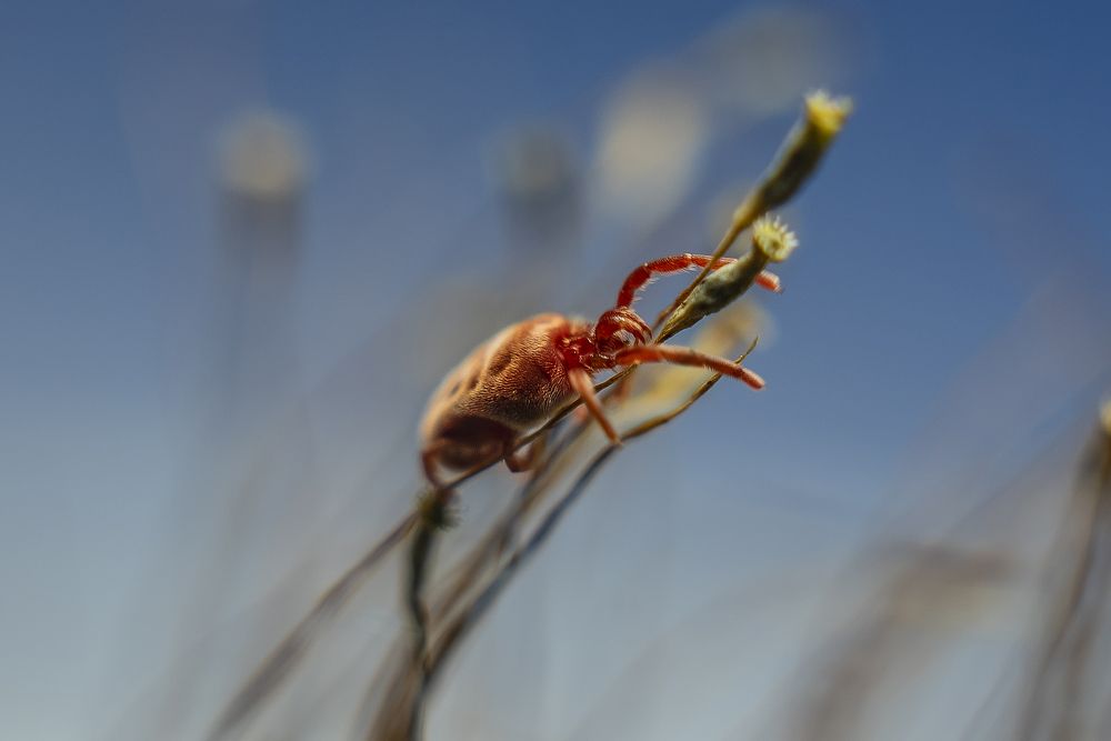 Бархатный клещ