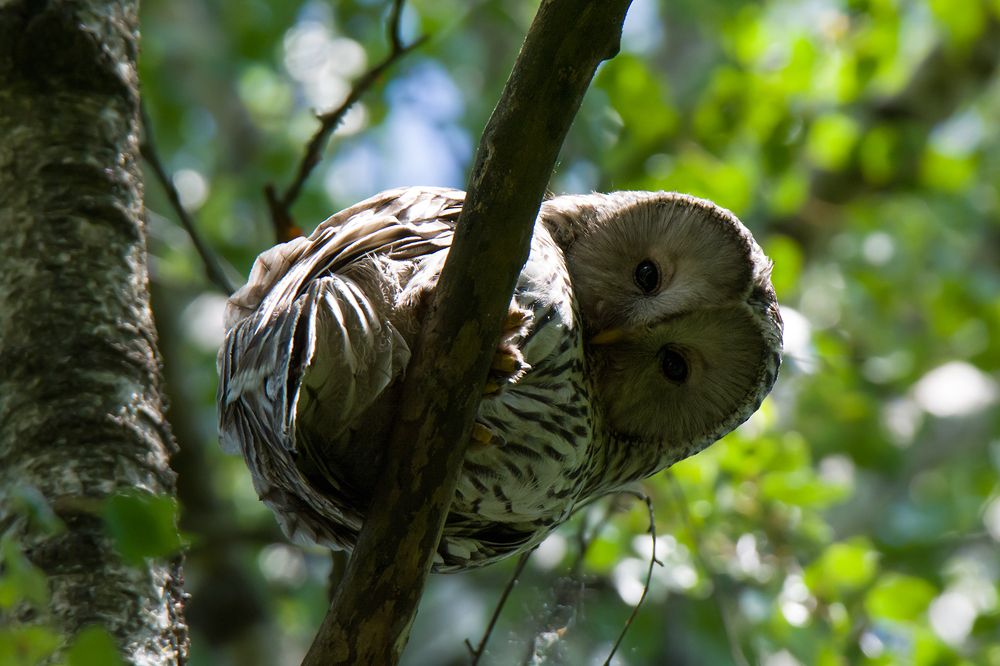 «Я слежу за тобой!»