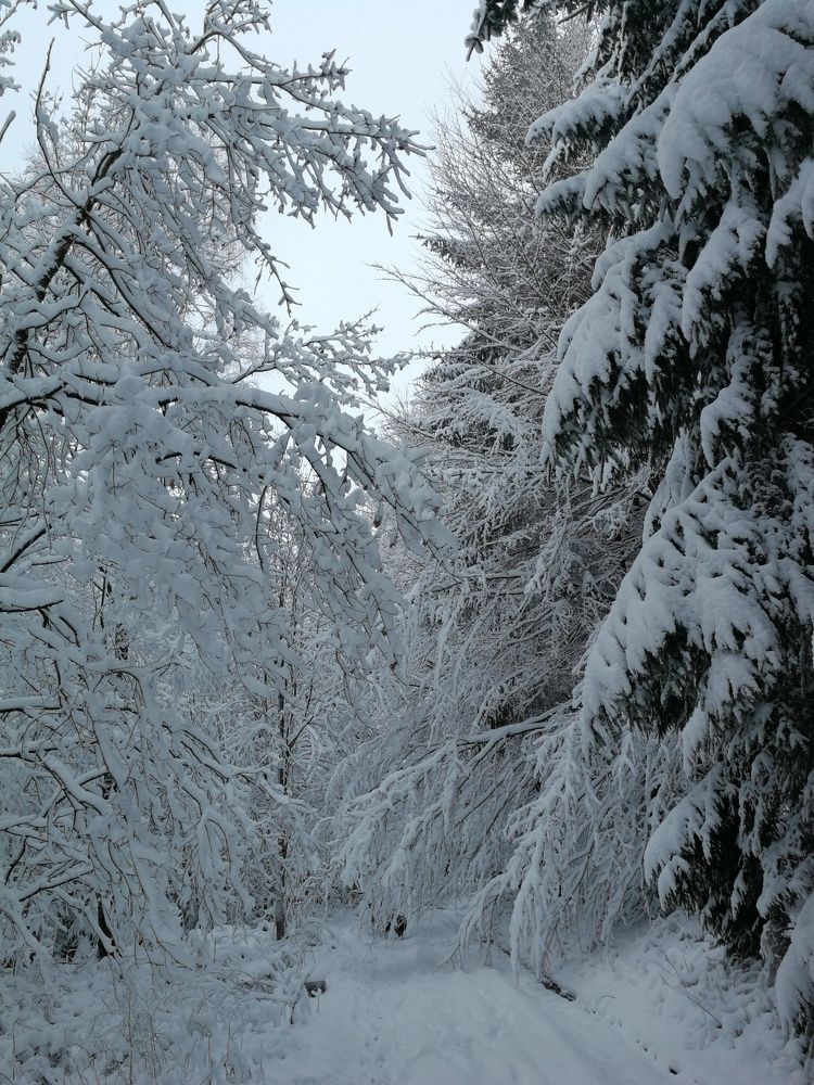 Winter way in the forest