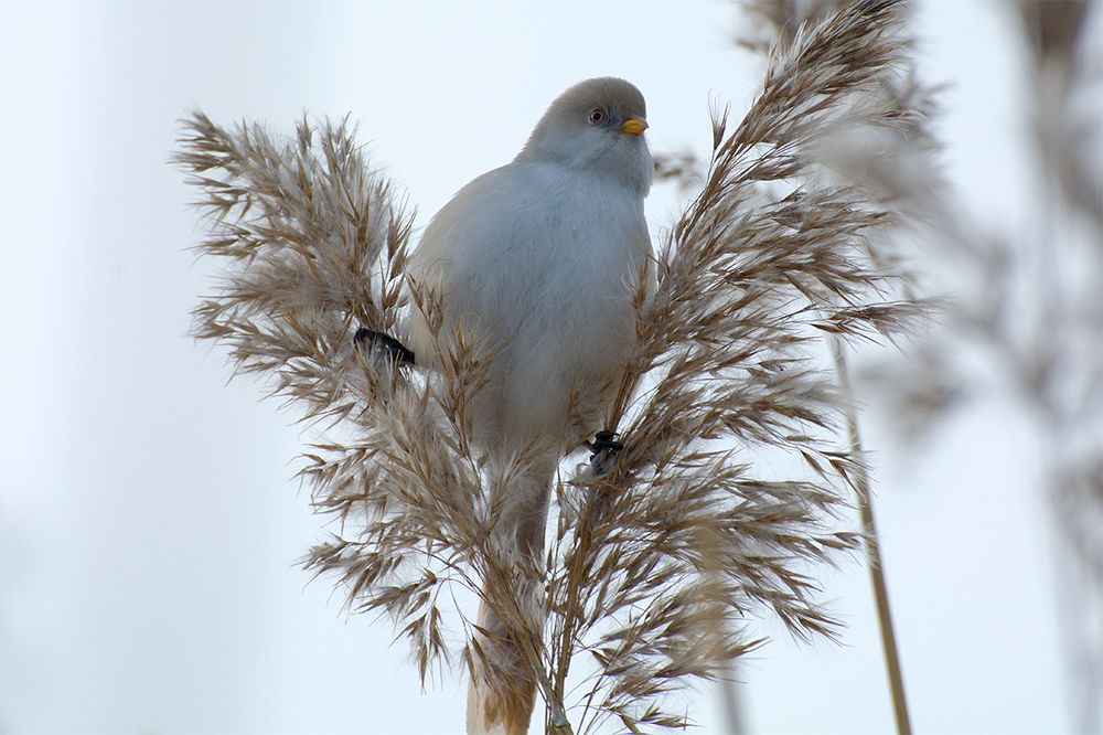 Усатая синица (самка)
