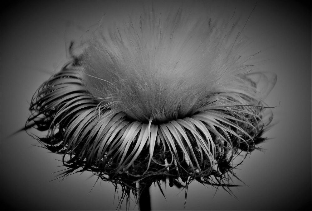 Photograph by Naim Iseni