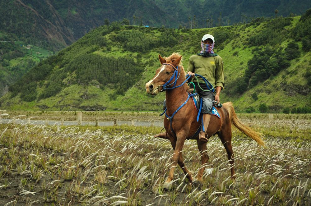 Live in Bromo