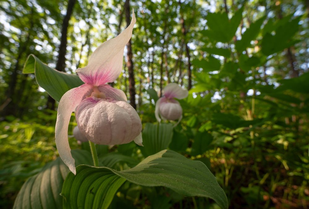 В лесах Приморья (In forests of Primoskii krai)
