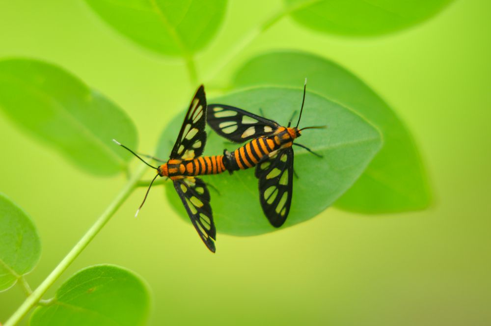 Love in Leaf