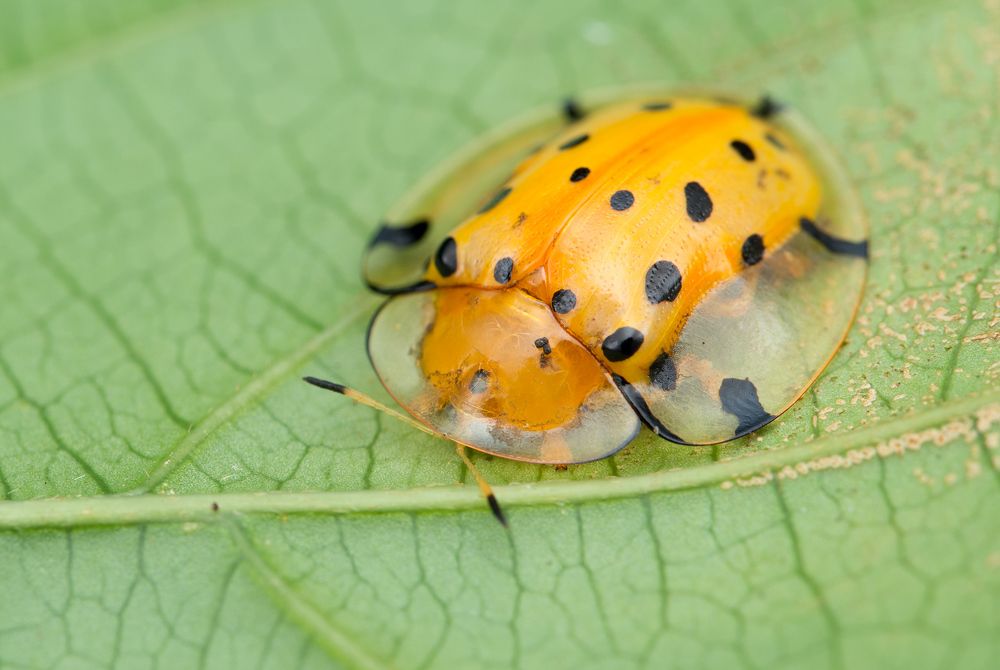 Черепашка (Little turtle)