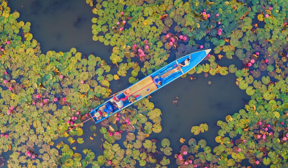 Море красных лотосов