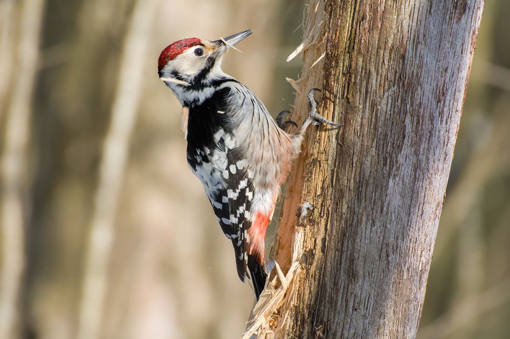 «Только щепки летят!»