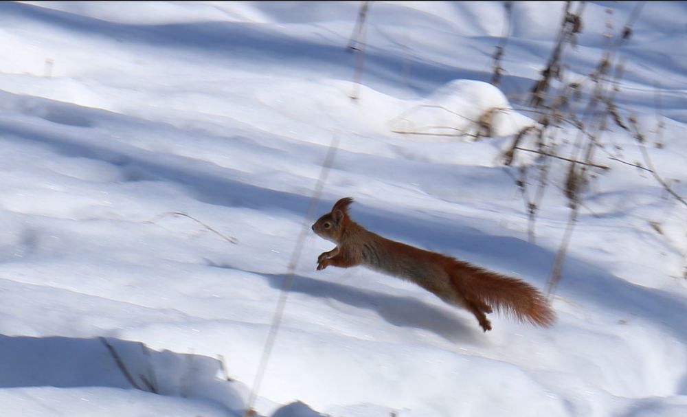 Быстрее,выше,сильнее