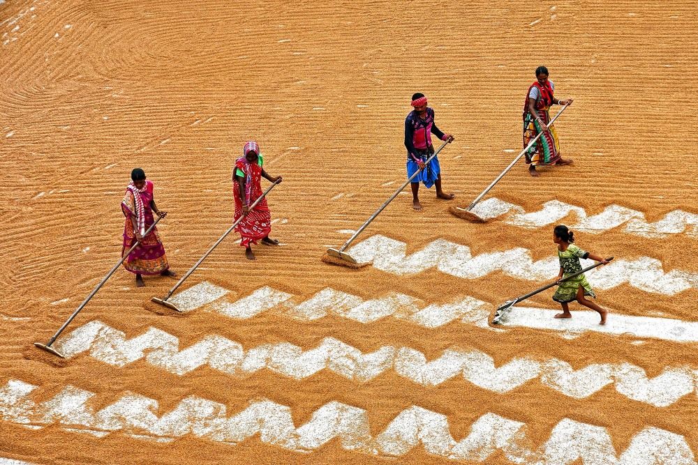 A Paddy Drying Field