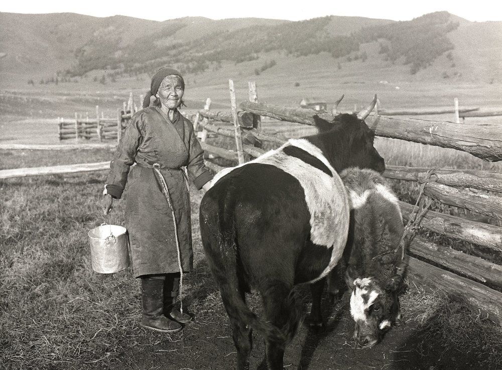 Утренняя дойка.