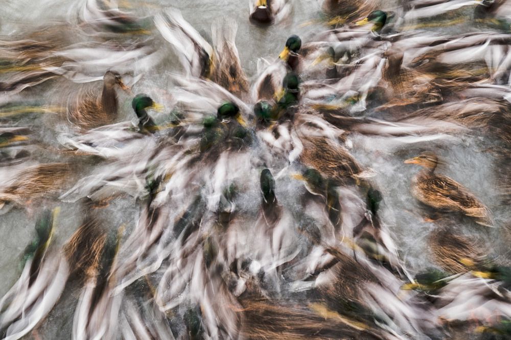 Утиный цветок (Duck flower)