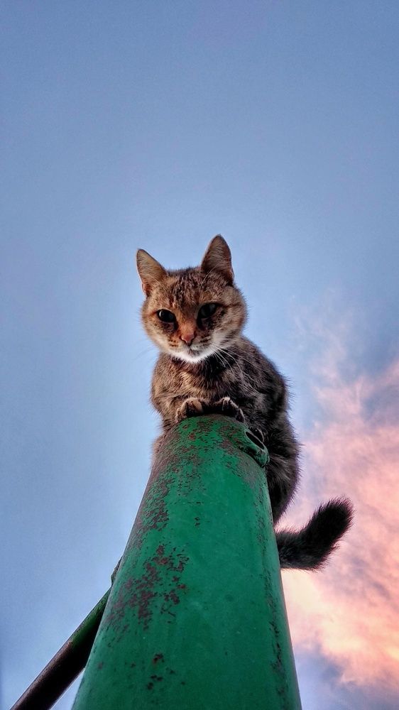 Кошка на трубе