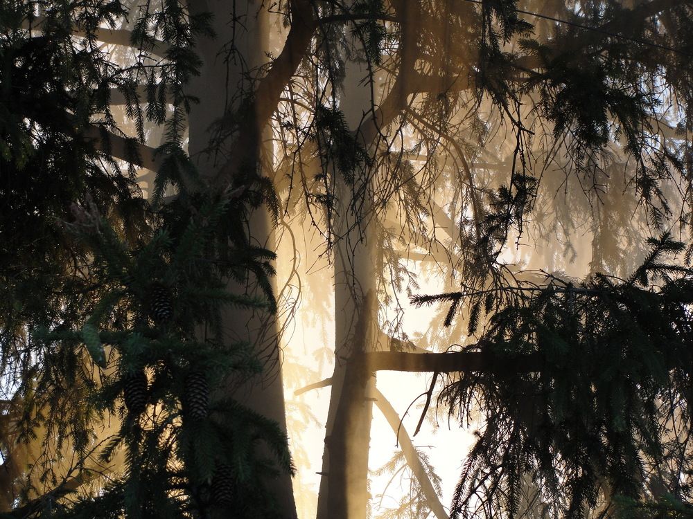 Сказочная ель