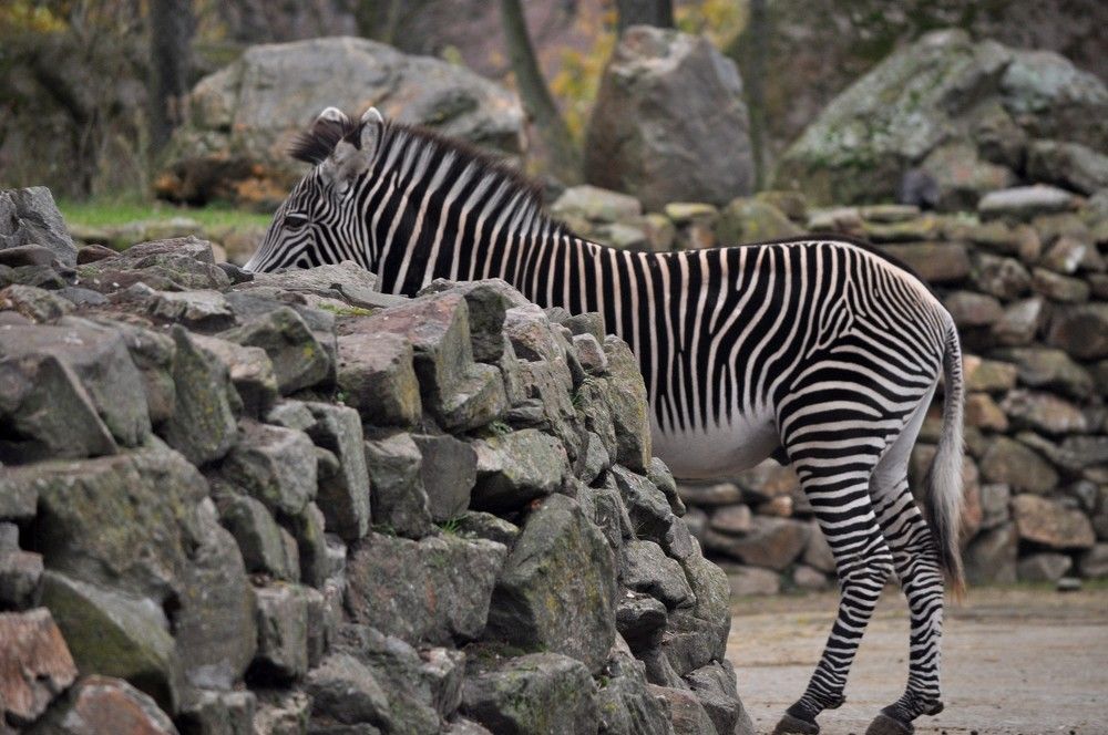 Zebra