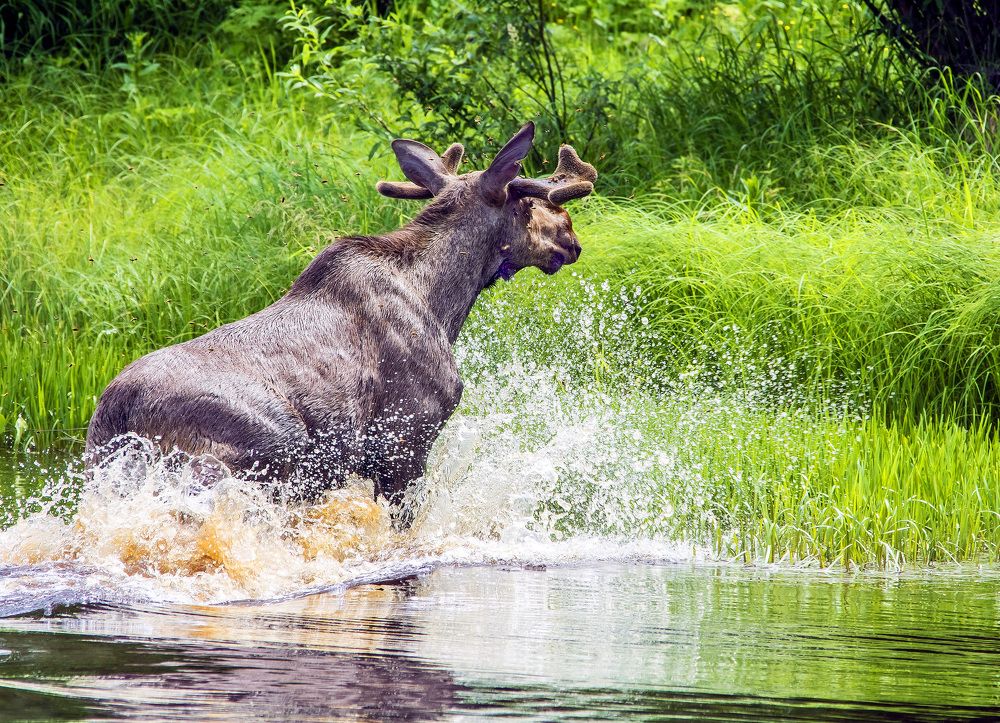 Водяной бык