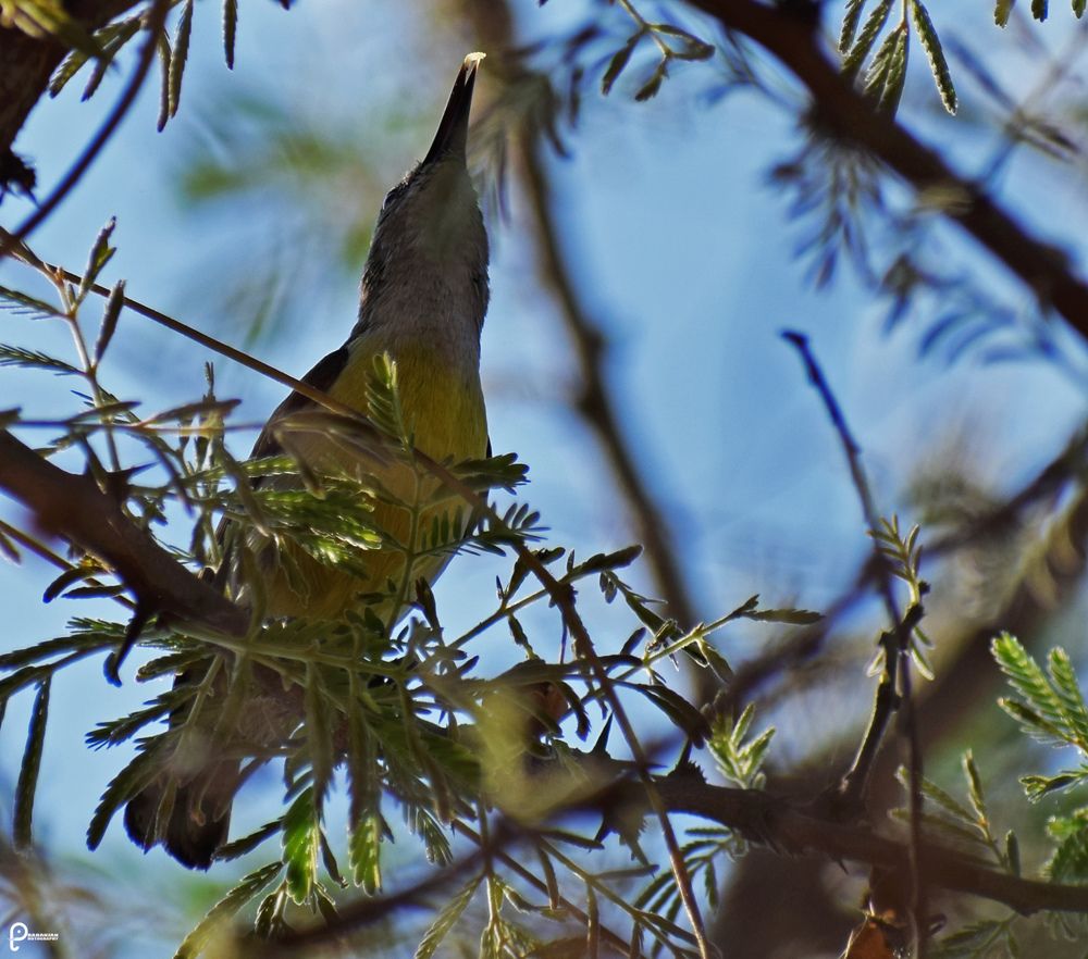 The focus on the bird food