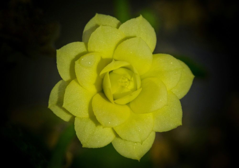 Little yellow flower