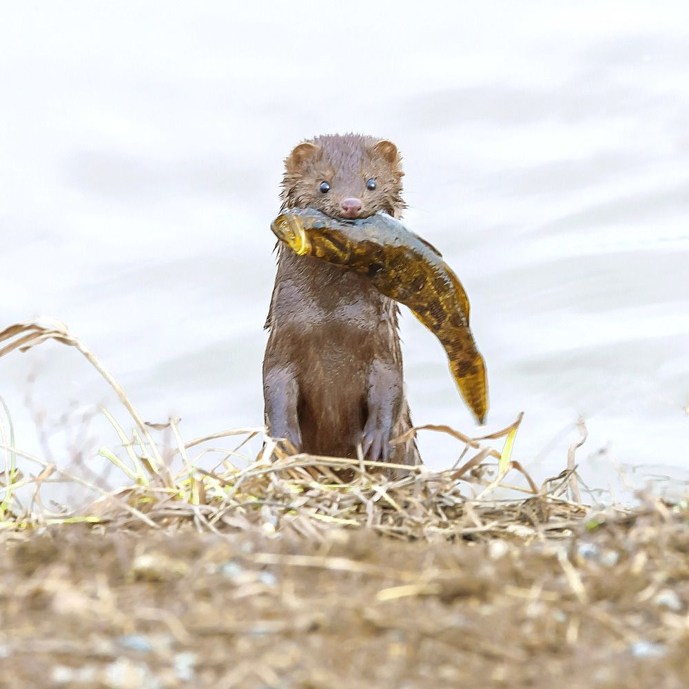 Чёртик из табакерки.