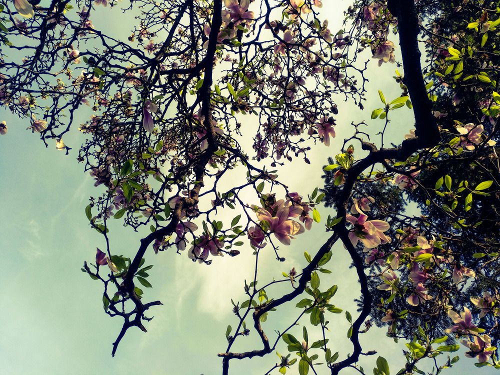 Sunset Under the Magnolia Tree
