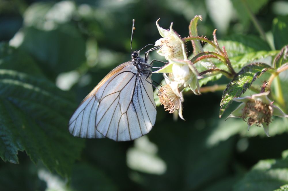 Вкусный обед