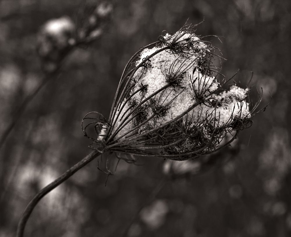 Замерзший мир