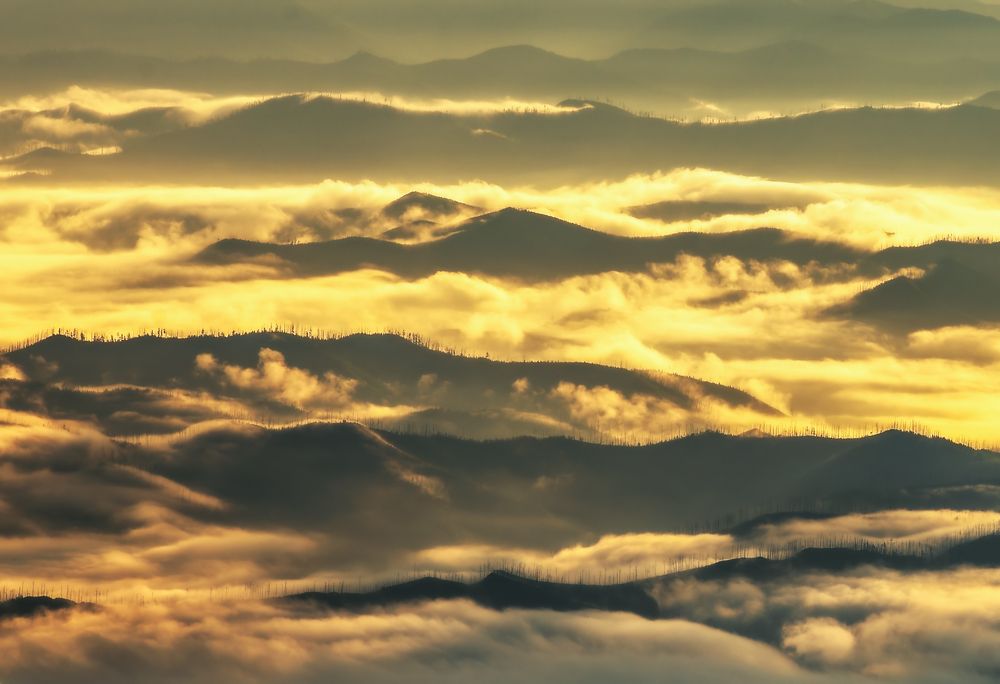 Золотые реки тумана