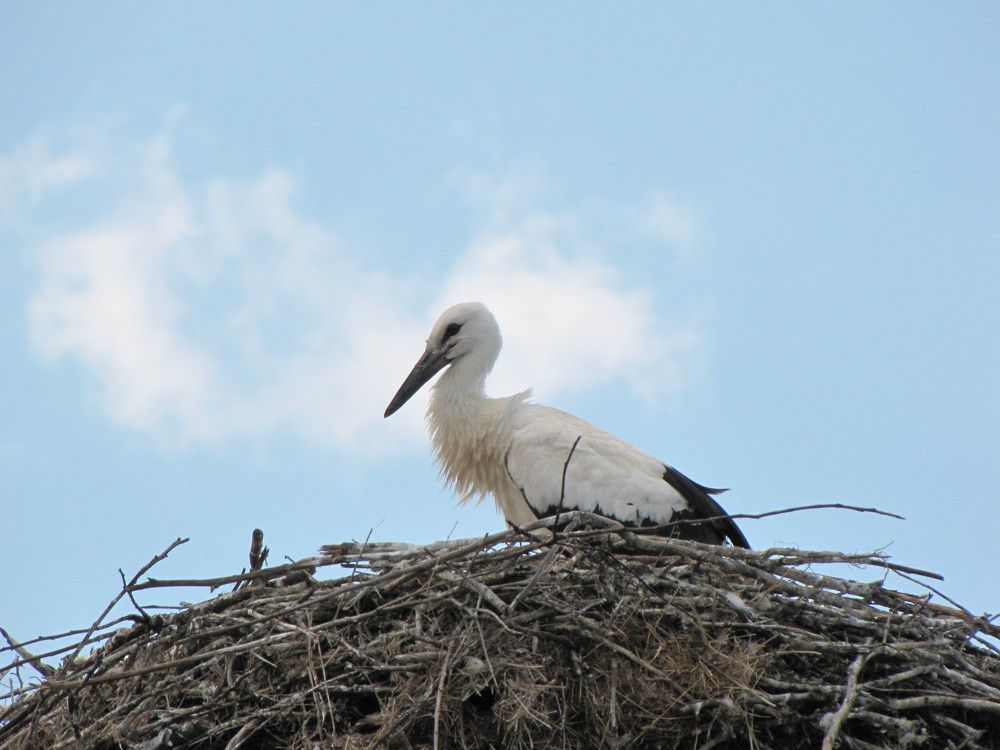 Latine  Ciconia Ciconia (Linnaeus) or  Ardea Ciconia L. or Stork