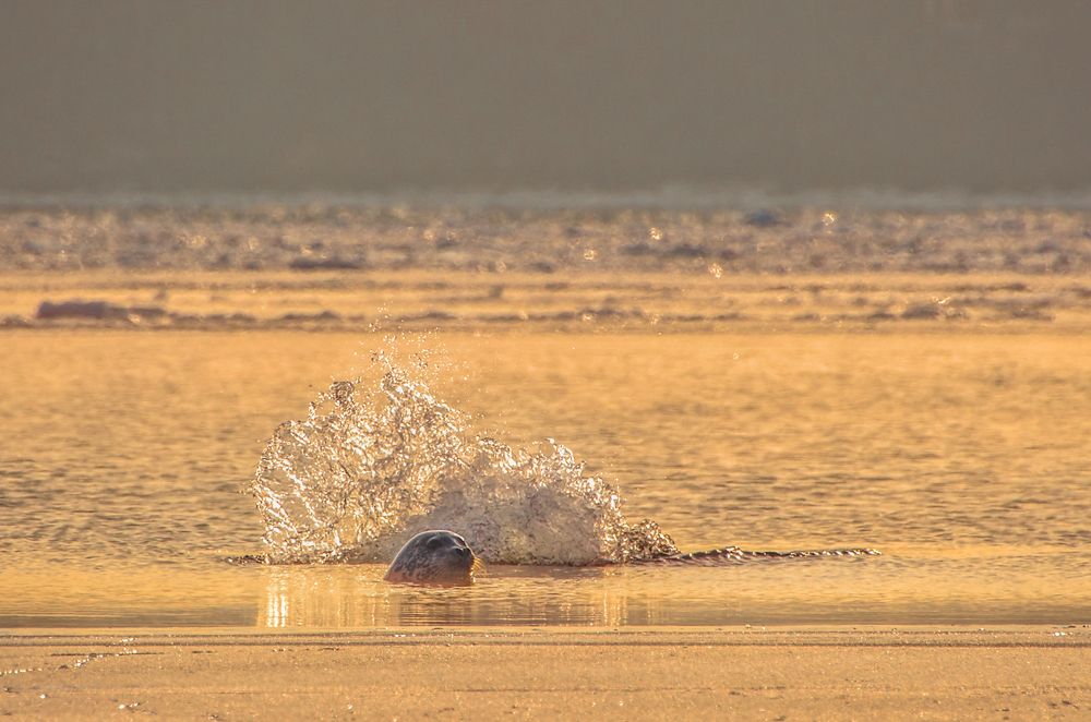Повелитель времени