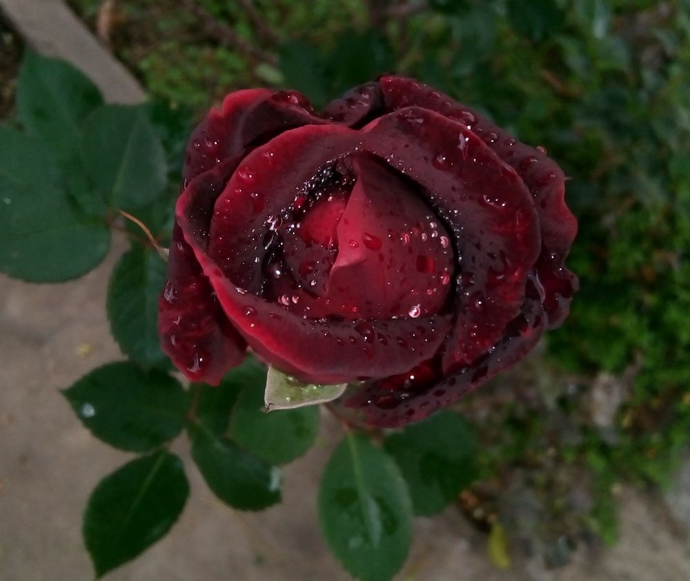 Rose with drops of water