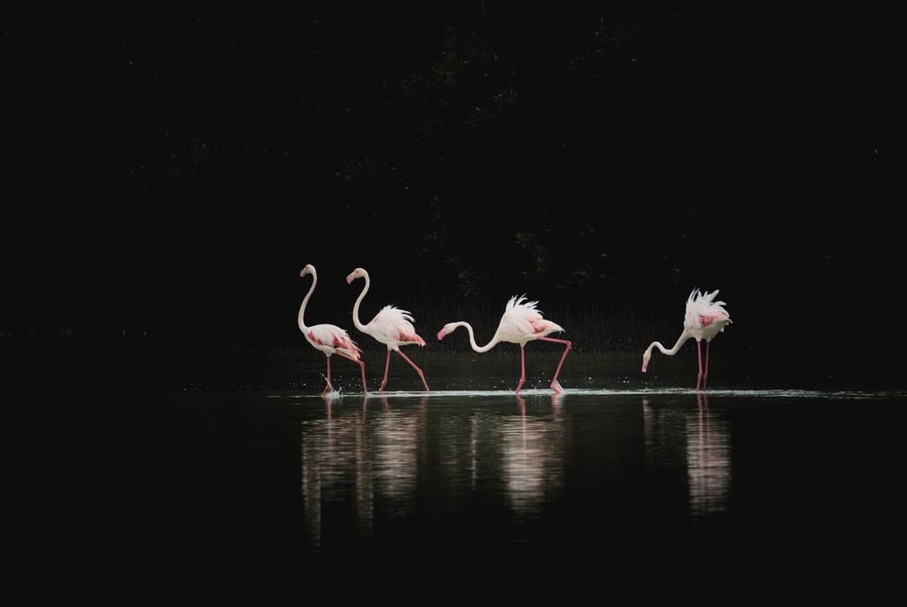 Ballet in the mangroves