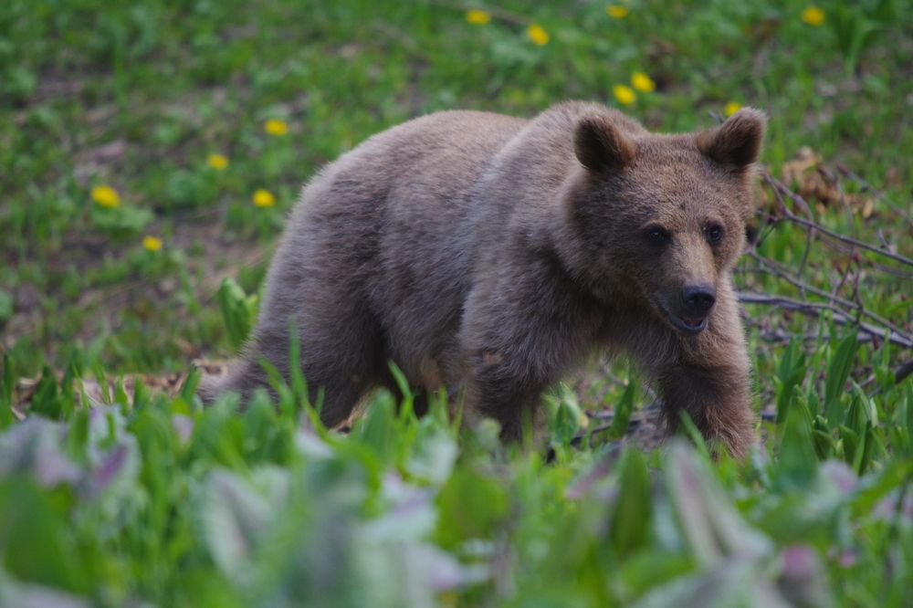 Медведь в цветущей альпике