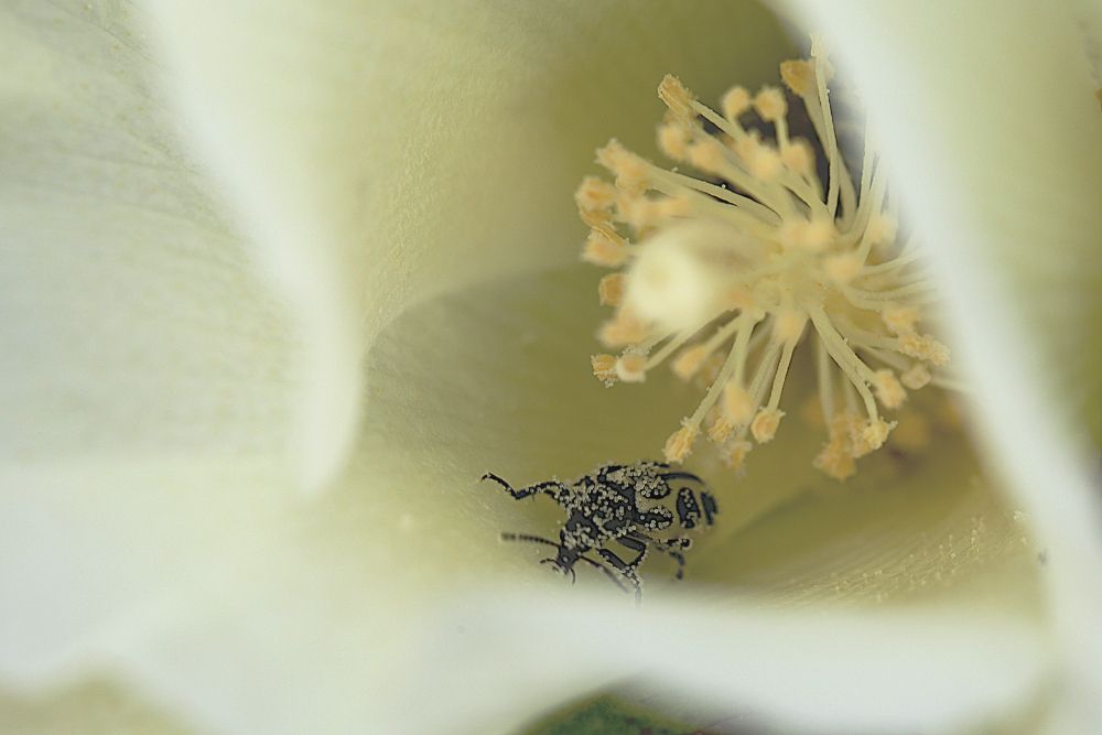 Beetle and the cotton flower