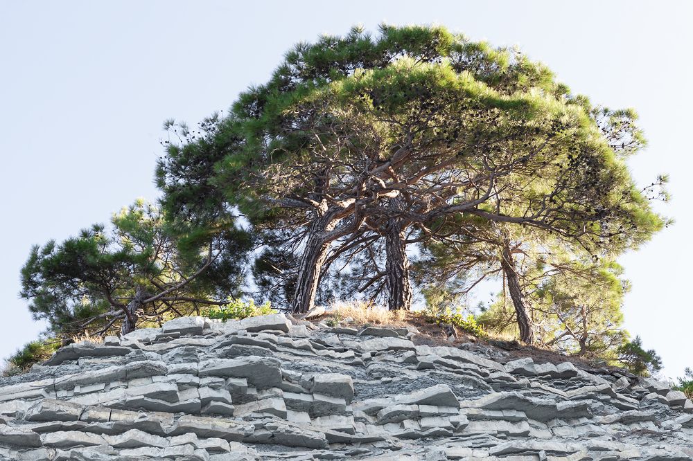 Деревья на скале